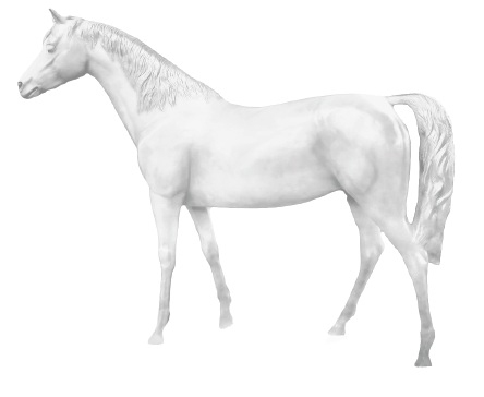 KOŃ WHITE